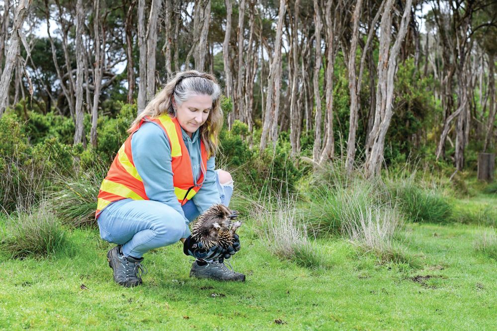 Nursing wildlife takes a village post image