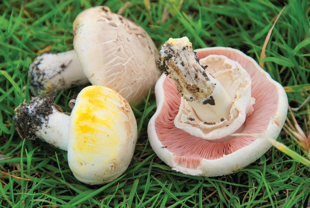 Be alert to poisonous mushrooms post image