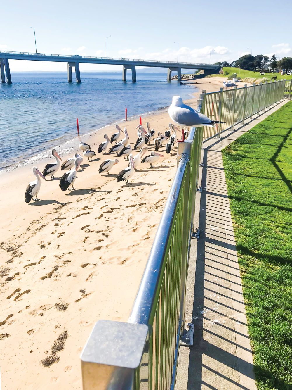 No crowds for pelicans post image