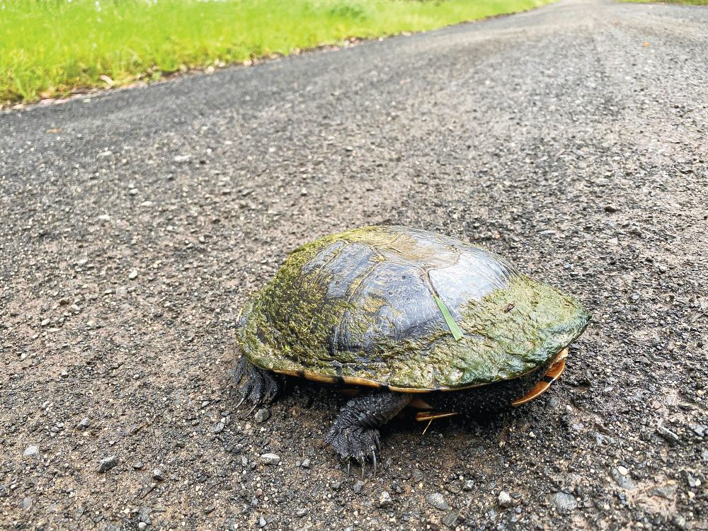 “Sick in the head”: spate of wildlife cruelty post image