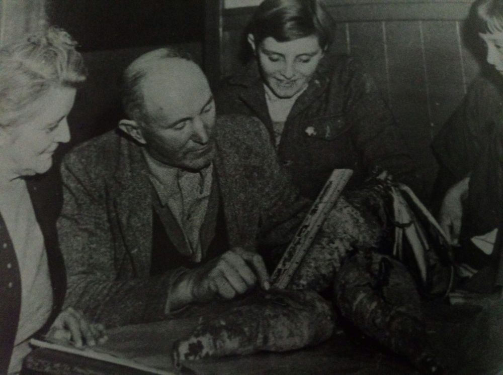 Chicory growing at Ventnor post image