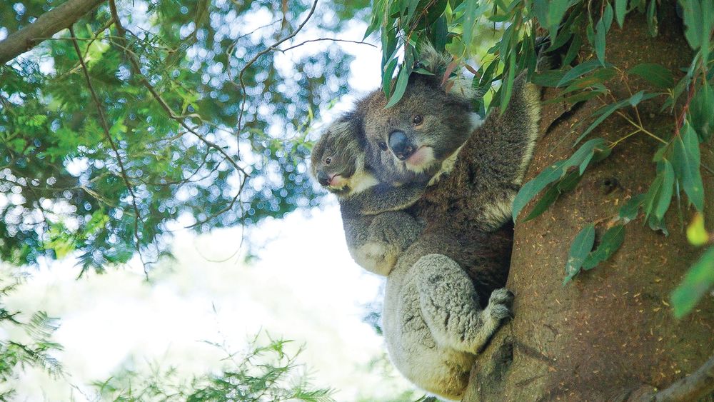 Fundraiser to help save native species post image