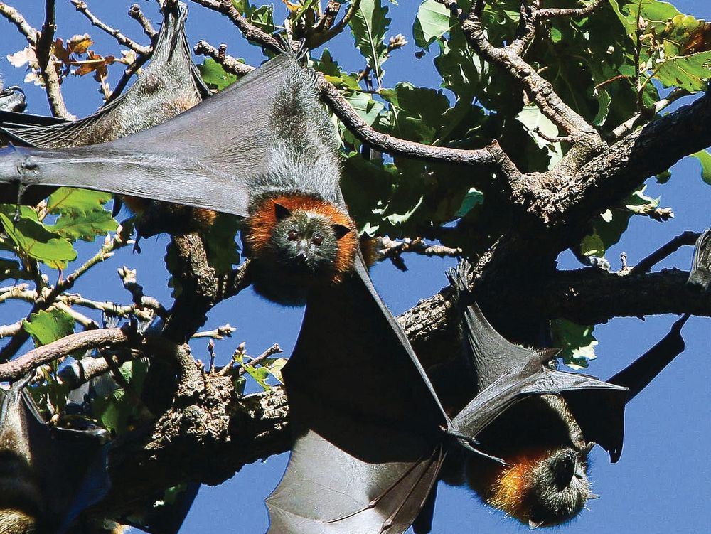 Going into bat for wildlife post image