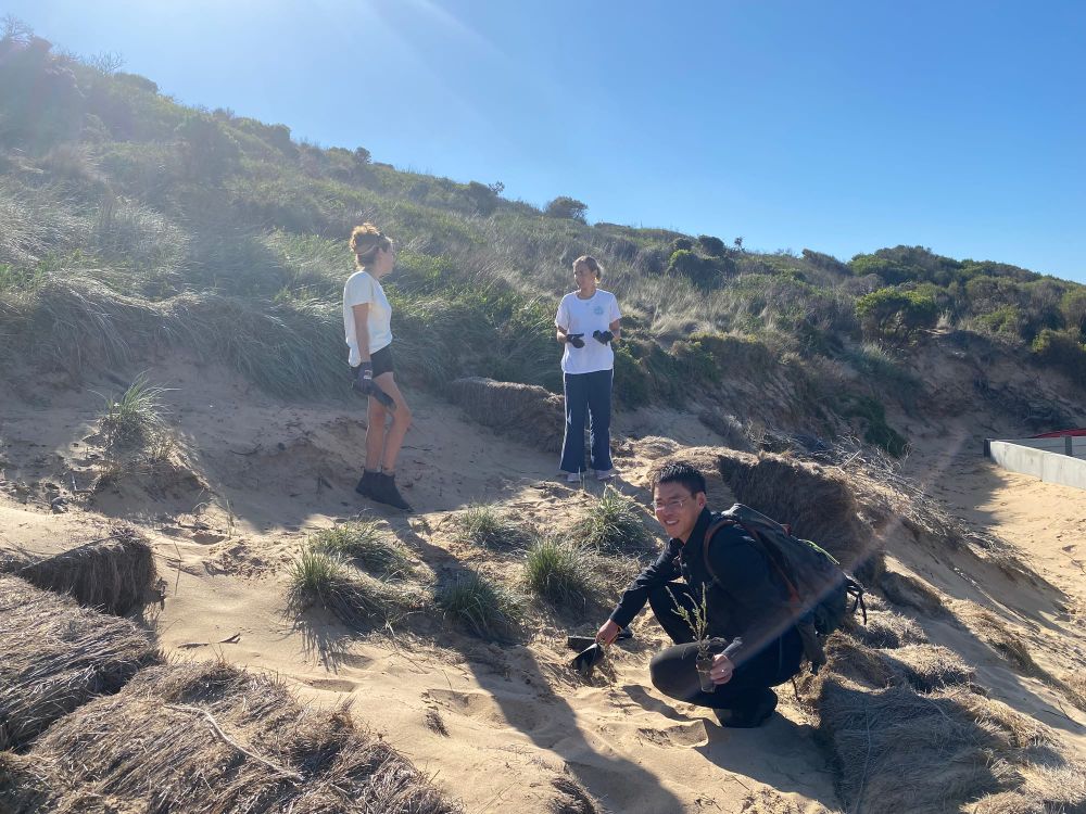 Dunes restoration gets a boost post image