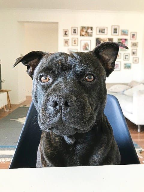 Pet Pics - Photo Gallery post image