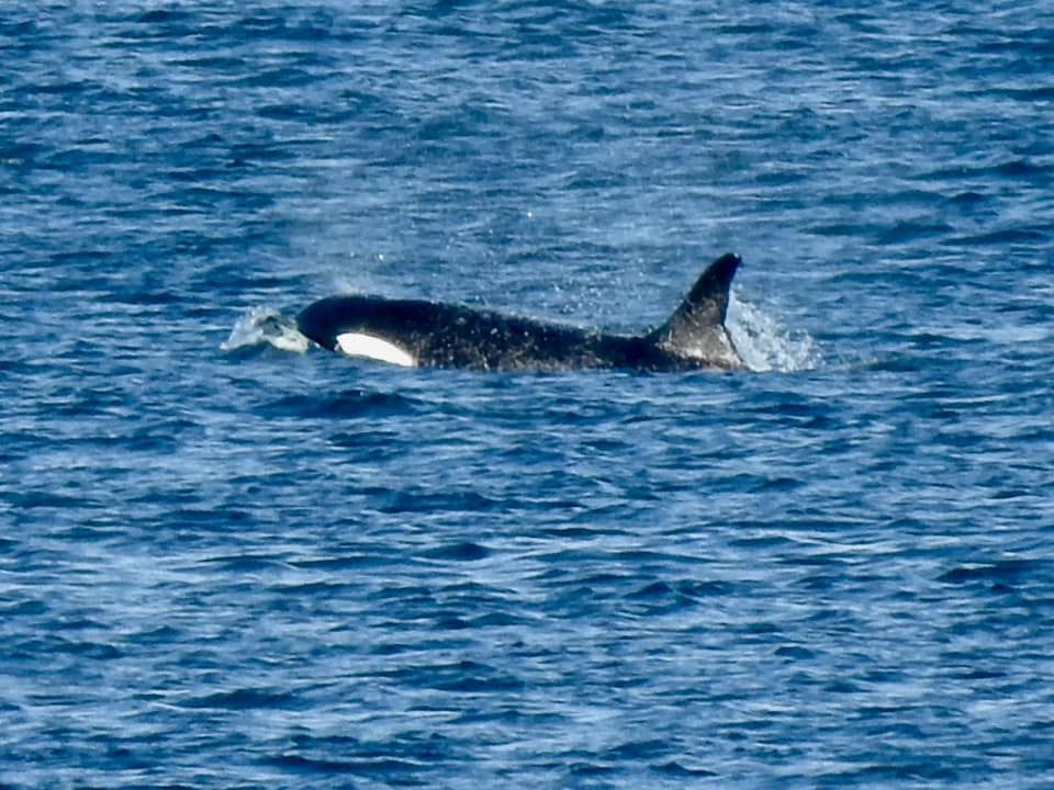 Whales return! post image
