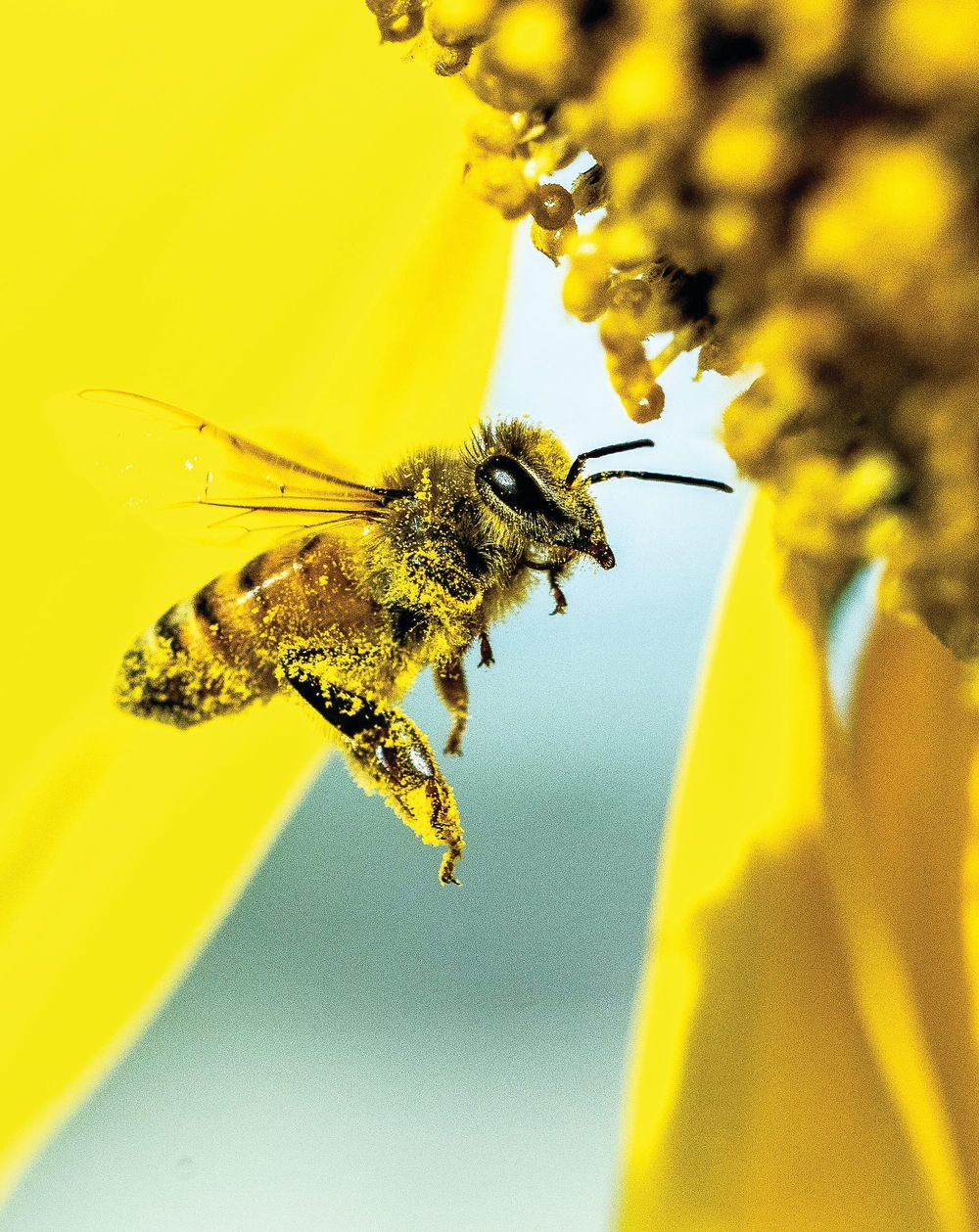 Let’s bee friendly! post image
