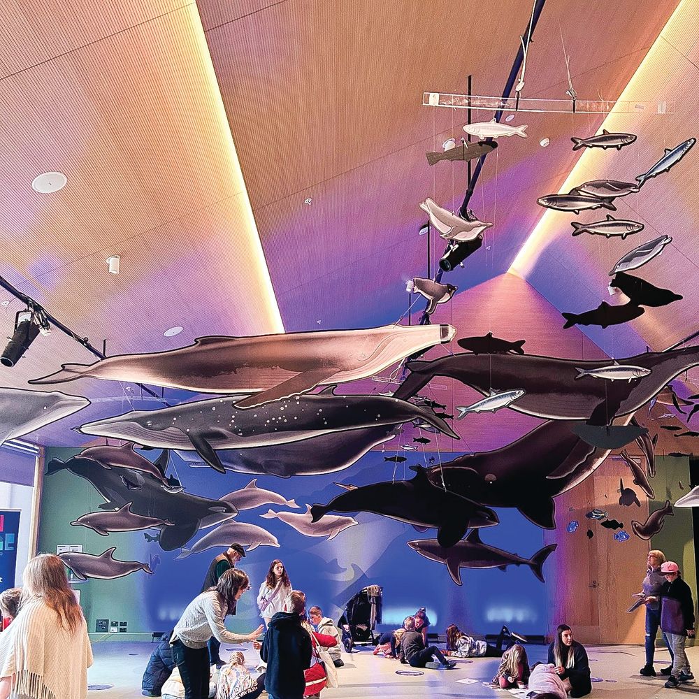 Whales a gigantic success post image