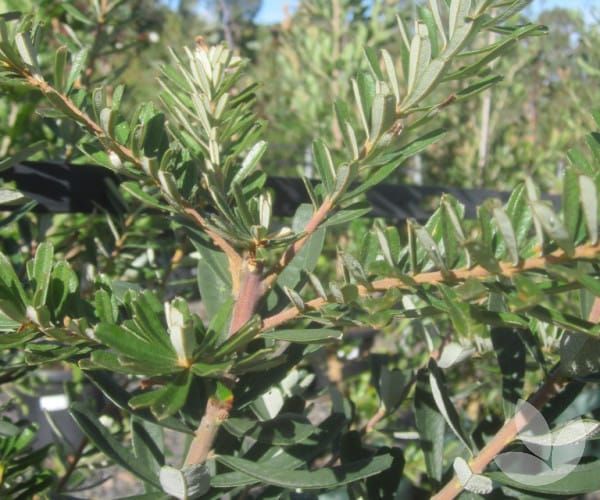 Silverleaves’ tree felling debated post image