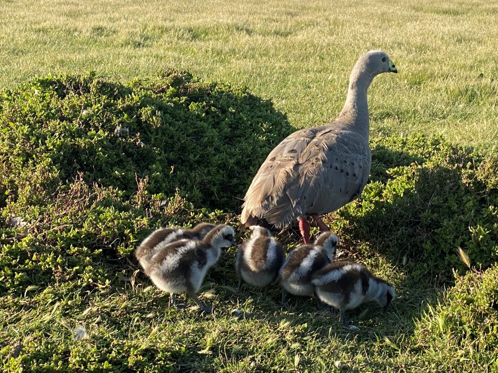 Geese population slight decline post image