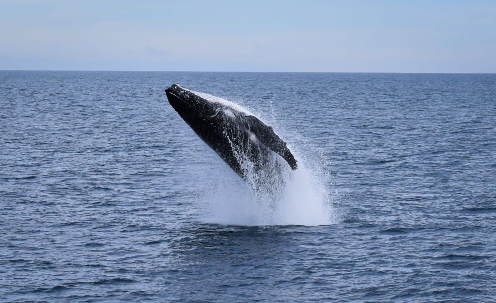 Humpbacks on show post image