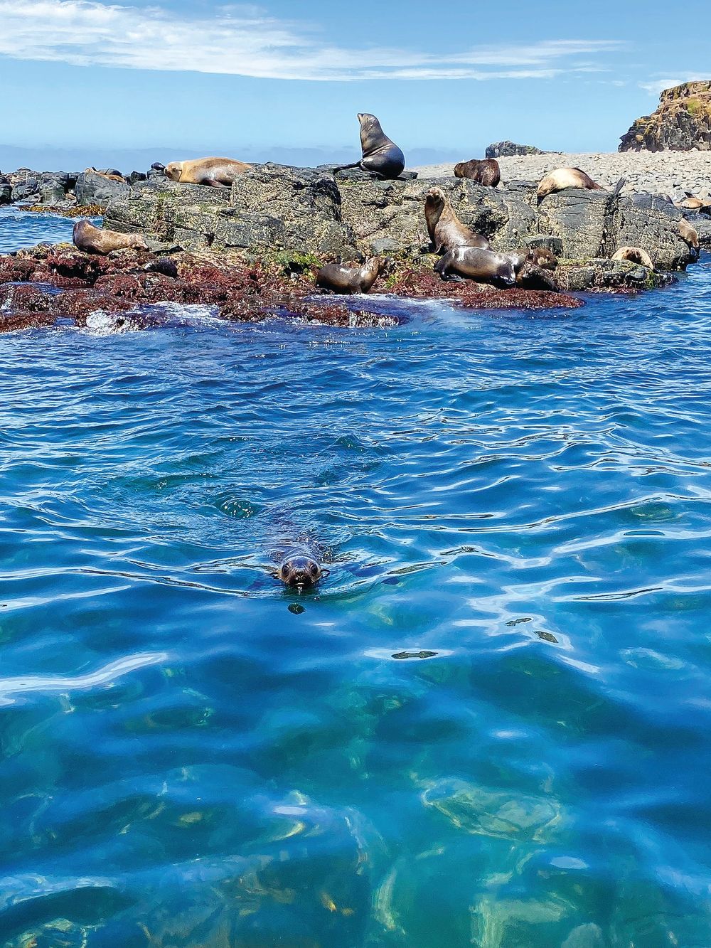 Boat noise impact on Nobbies' seal colony study post image