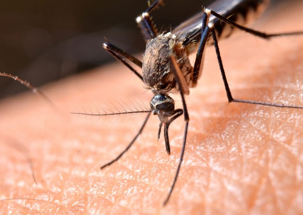 Ross River virus tally swells post image