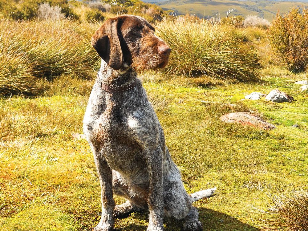 Farewell to a lady – of the canine kind post image