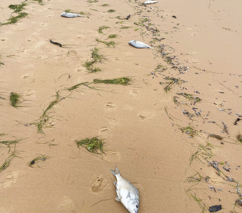 Residents alarmed over dead fish post image