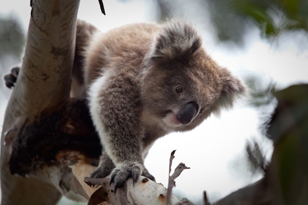 Island’s koala population racing to zero post image
