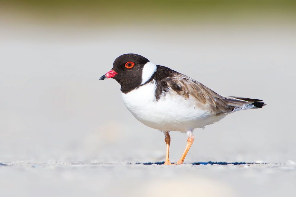 Socialise and save our seabirds post image