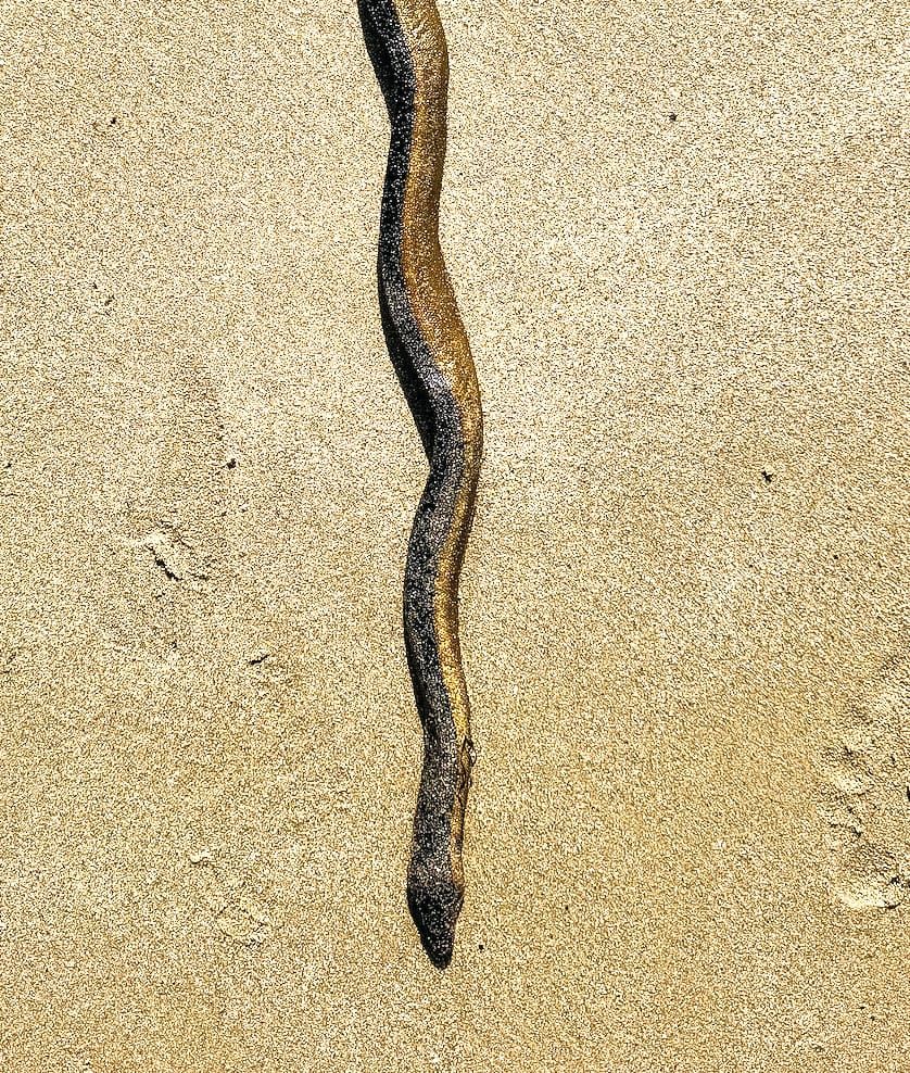 Snake sent to museum post image