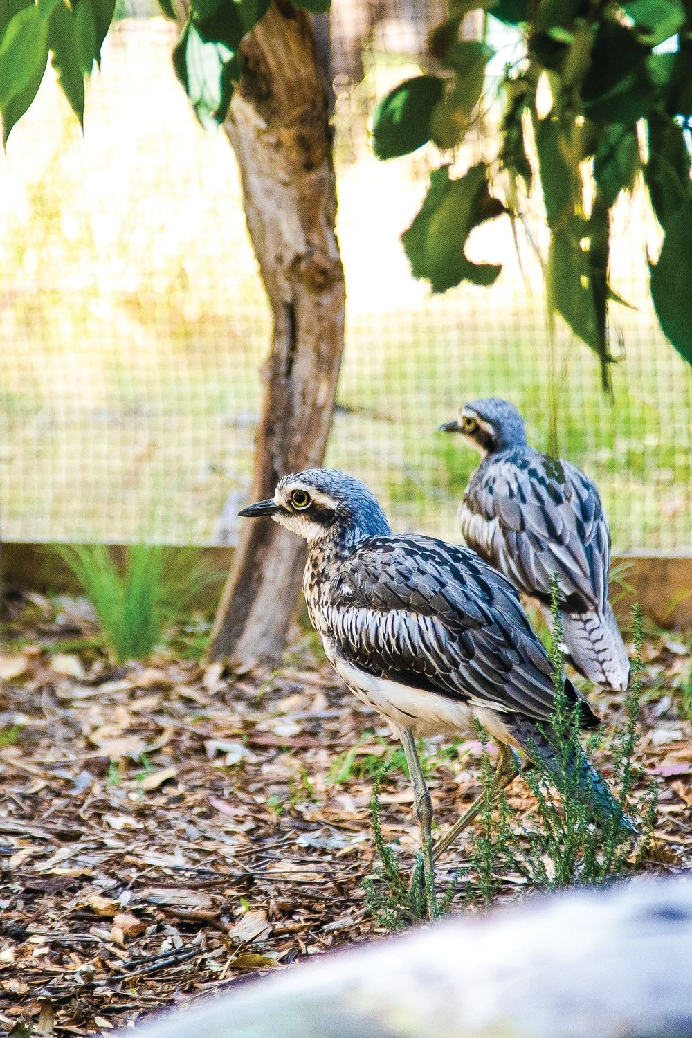 Meet Phillip Island’s new bush stone-curlews post image
