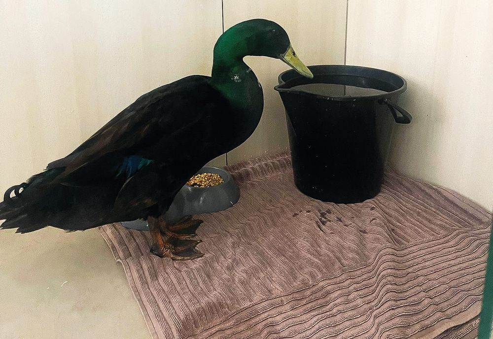 Surgery saves Mr Quackers post image