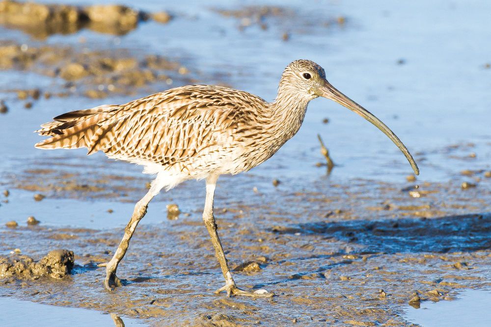 New endangered species to be released across island post image