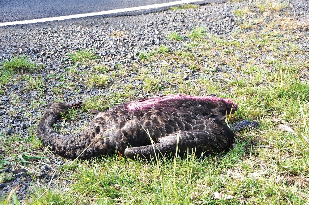 Accident with wildlife? Call it in post image