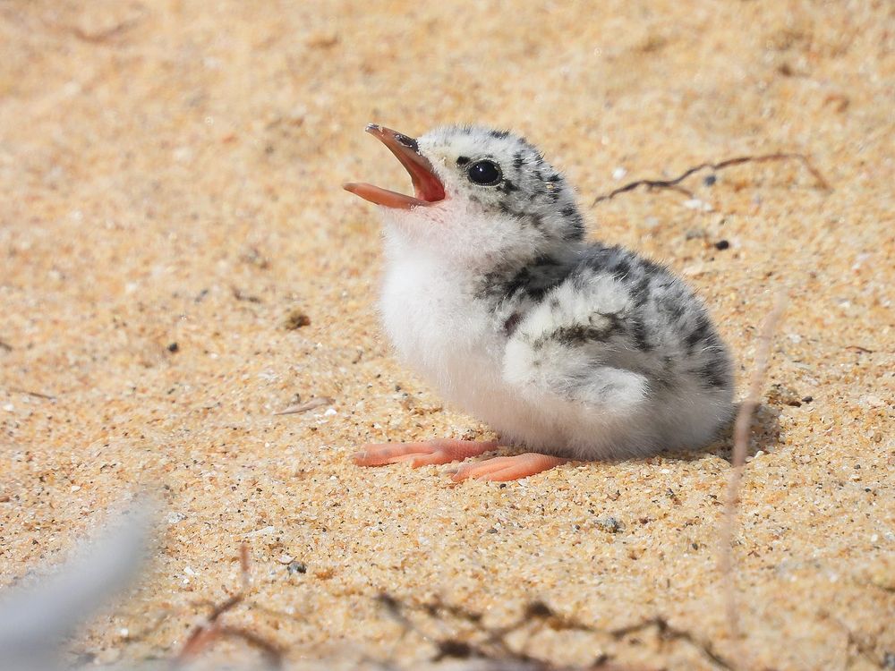 Fortune terns for threatened species post image