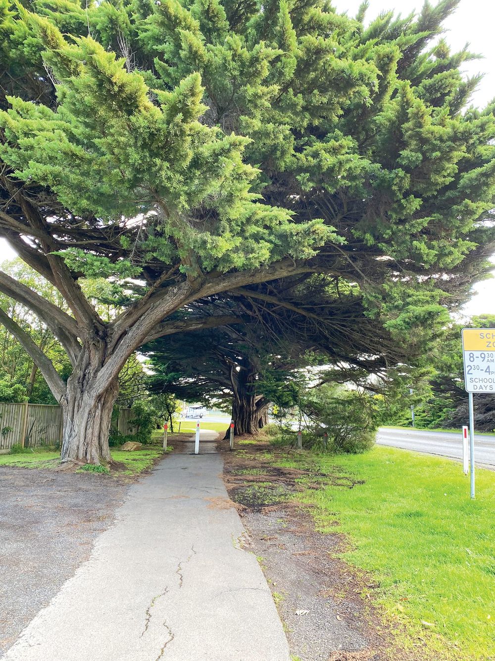 Heritage trees will get the chop under road plans post image