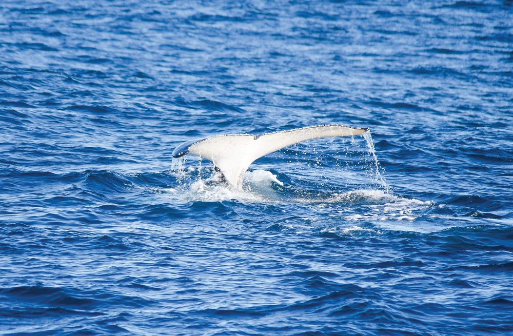 Start of the whale season post image