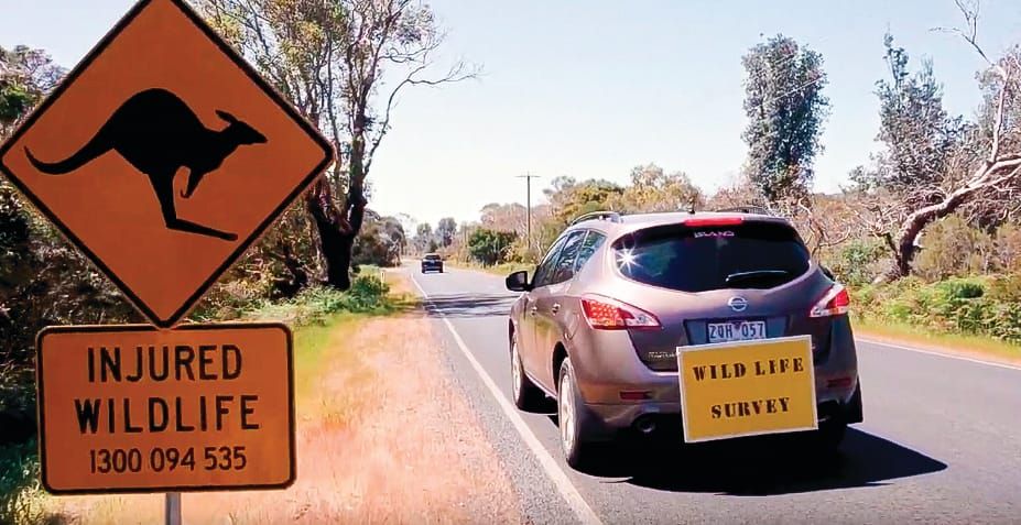 Double blow for roadkill post image