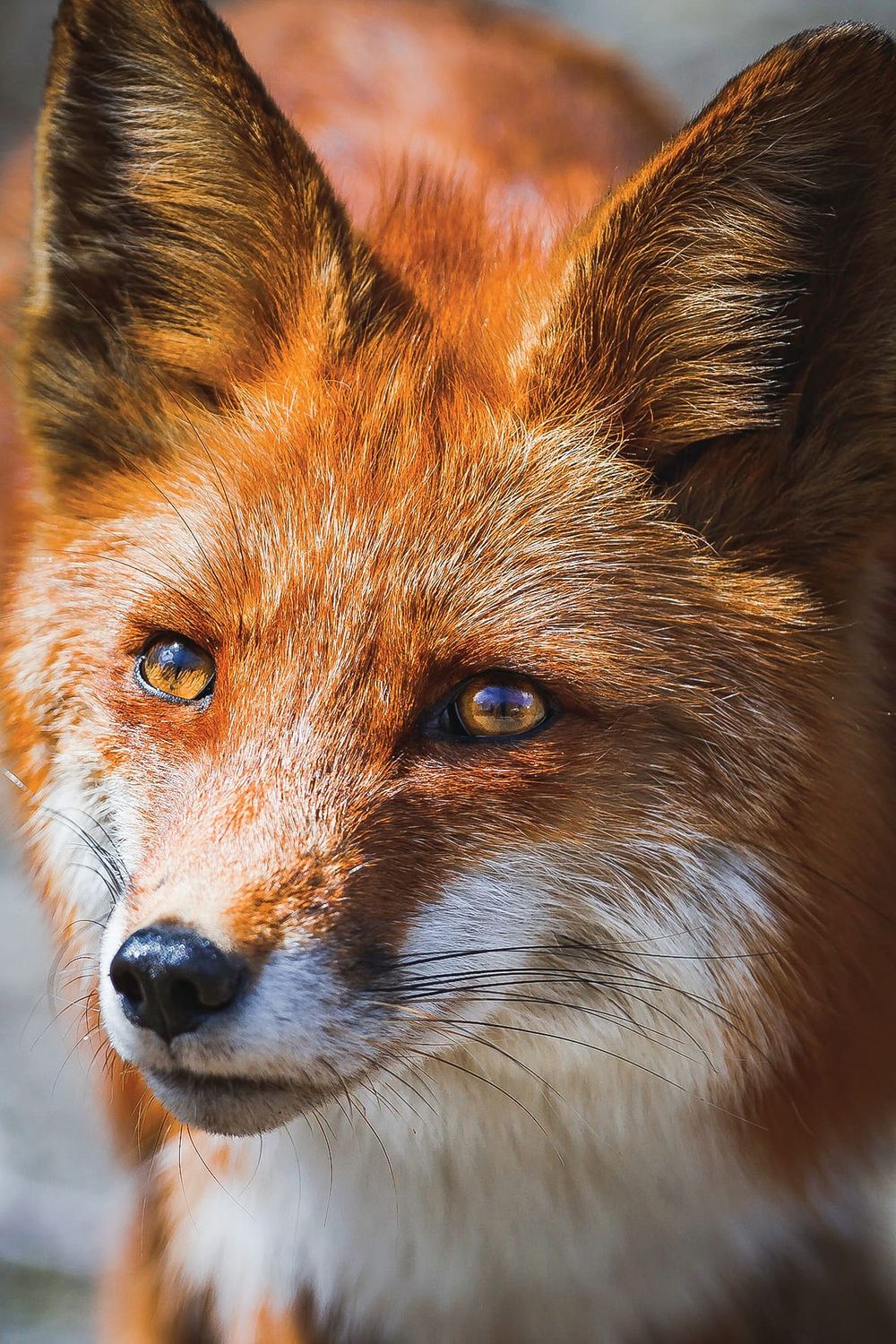 Fox cunning or hare-brained? post image