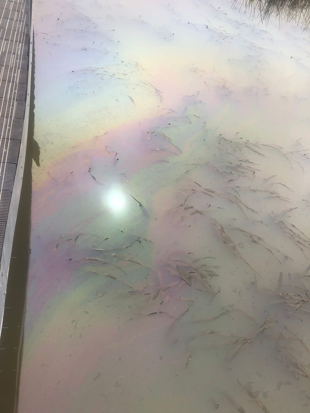 Mysterious oil slick returns post image