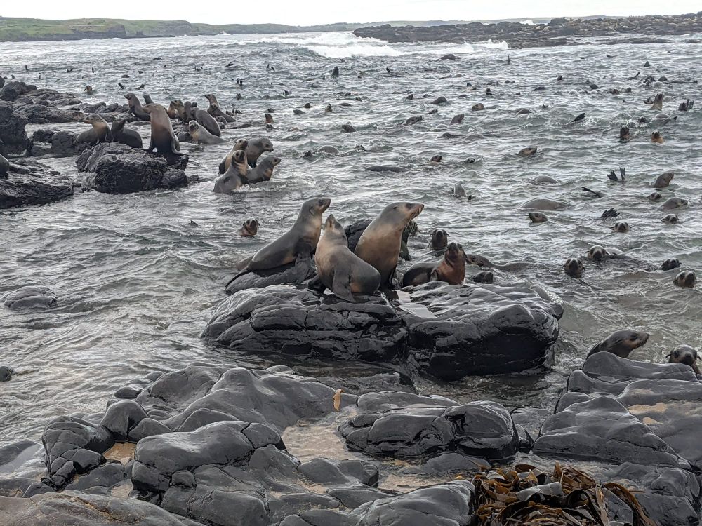 Start spotting - SealSpotter challenge starts post image