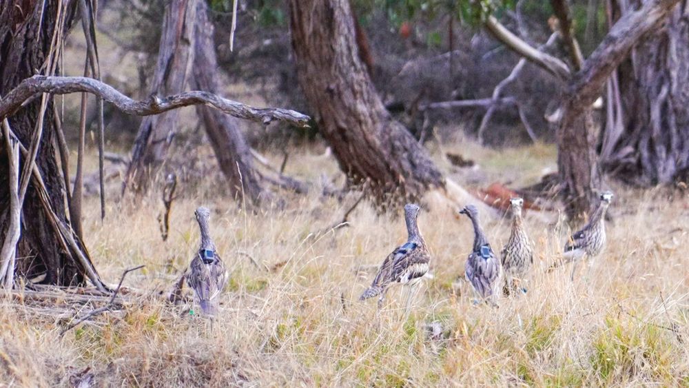 Bush stone-curlews make island home post image
