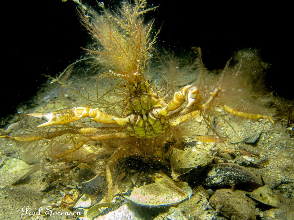 A Marine Mili series: The Crafty Camouflage of Decorator Crabs post image