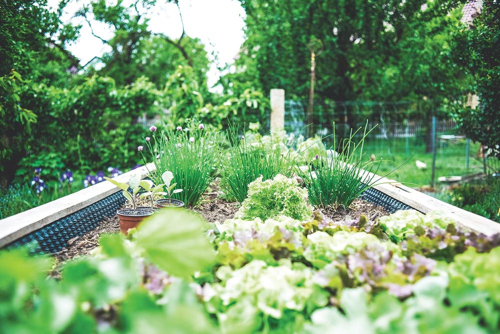 From soil to plate: Garden Gems workshops post image