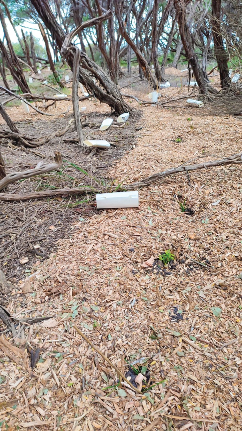 Vexed Cape track damaged post image
