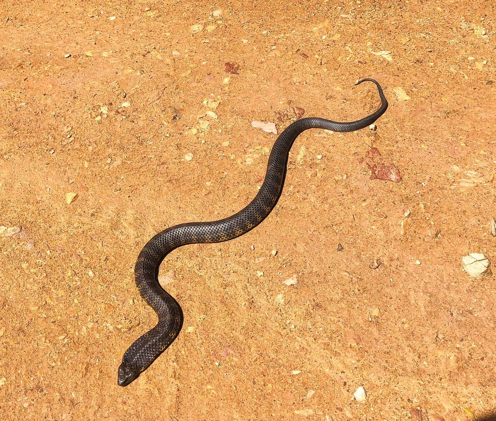 Snakes out and about as the weather warms up post image