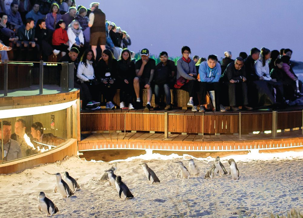 Chinese regain top spot at Penguin Parade post image