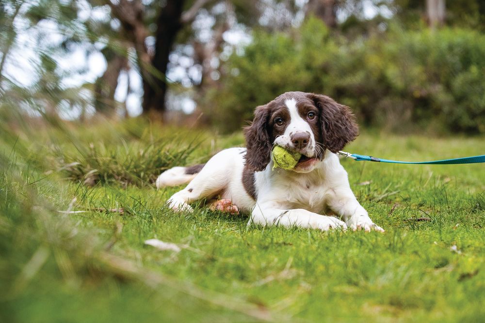 Puppies training to keep Phillip Island fox-free post image