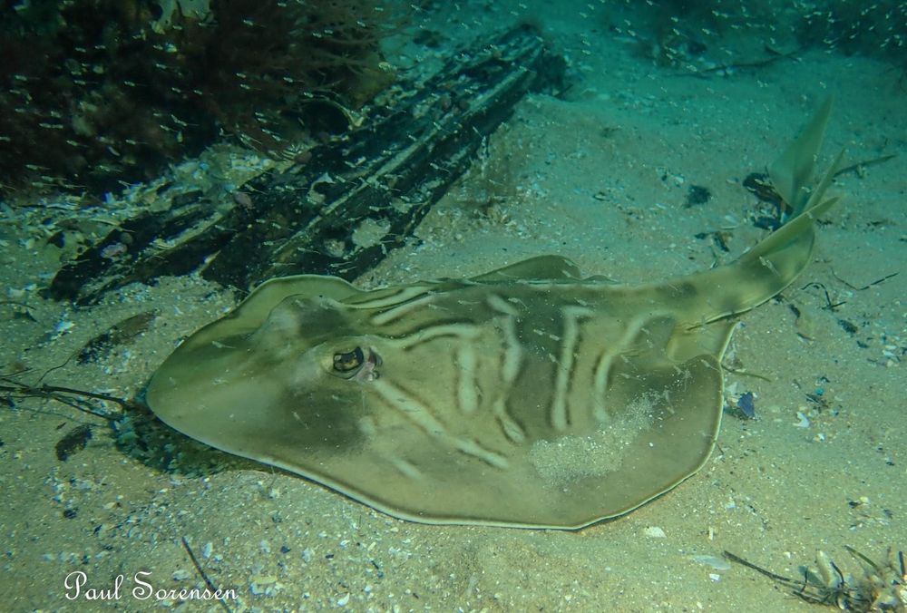 A Marine Mili series: A ray without the ability to sting… post image