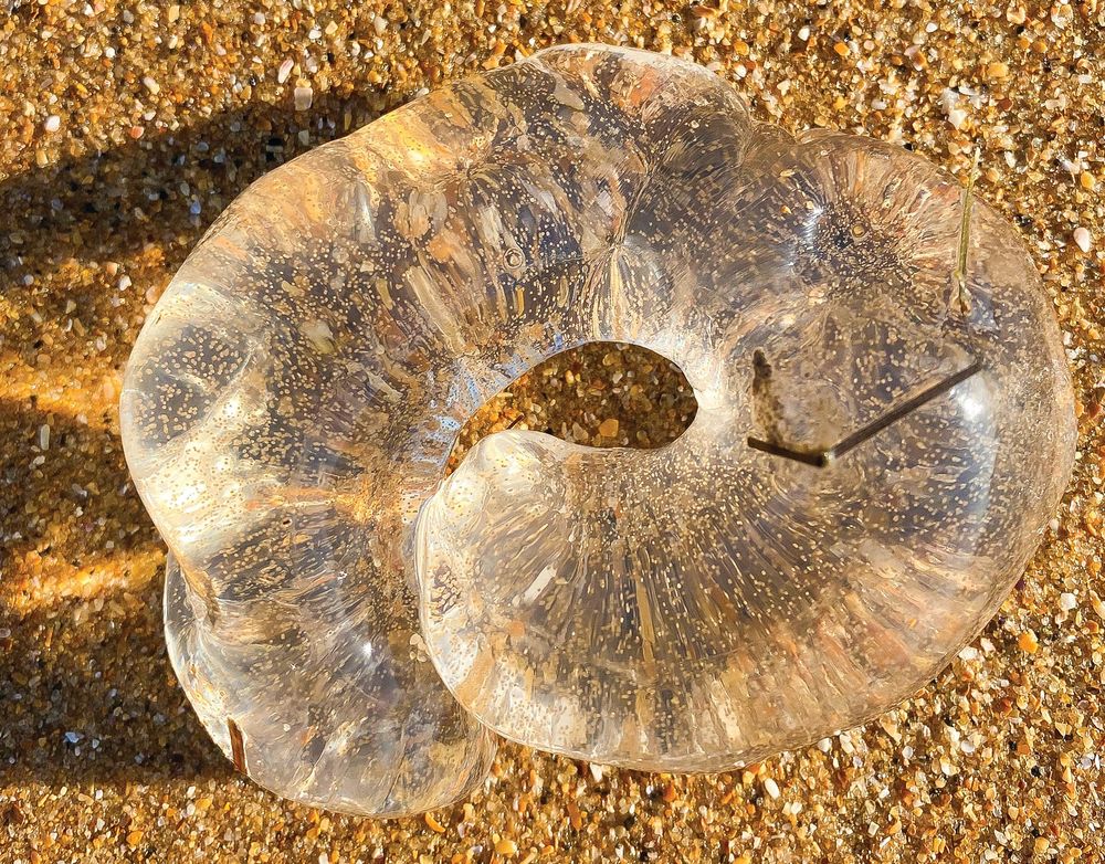 Jelly babies on island beaches post image