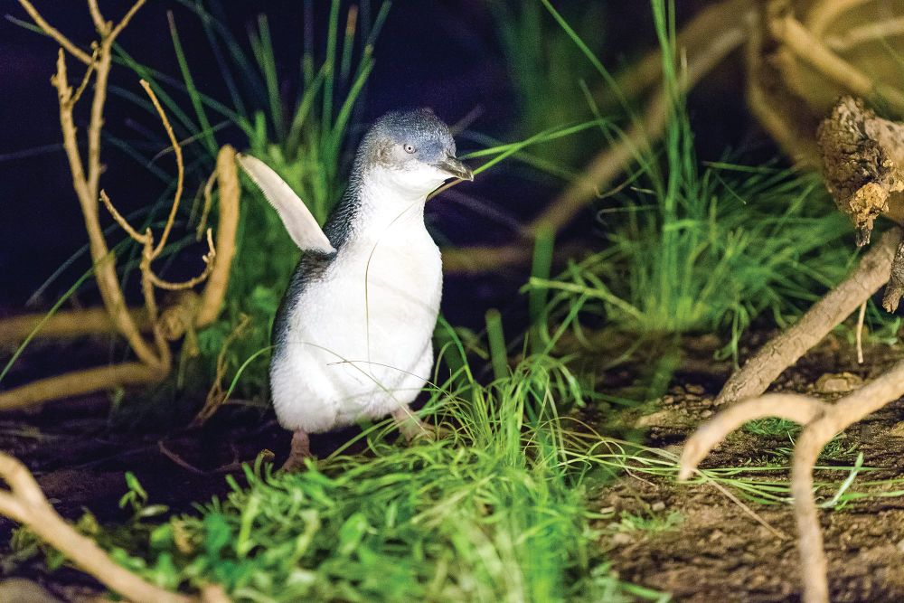 Research hotting up for penguins post image