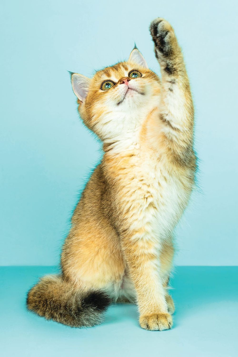 Cats to be locked-up, no details on off-leash dog areas post image