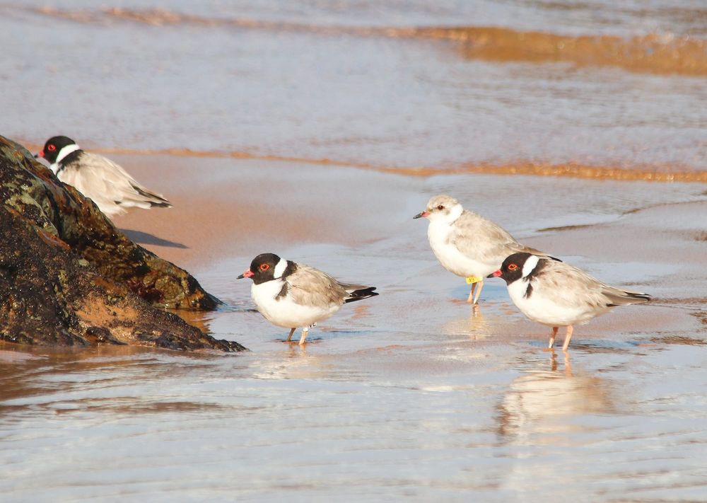 Hooded plovers need our care post image