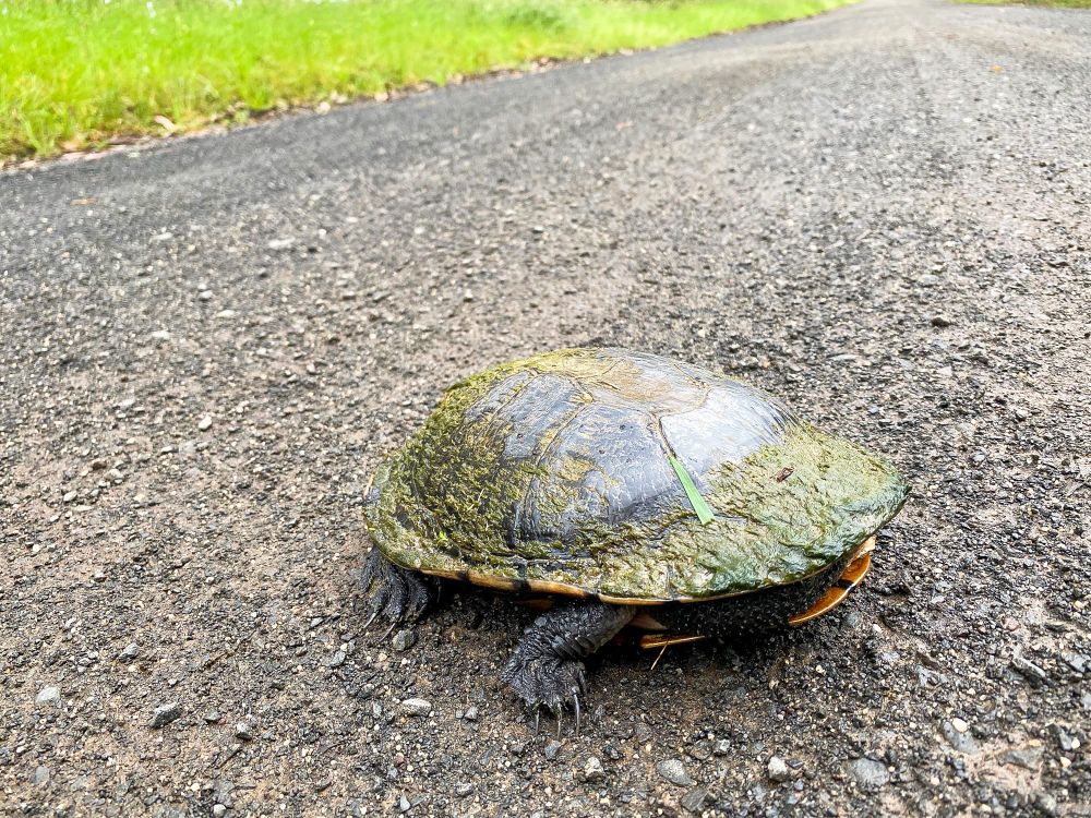 Roadkill risks on the rise post image