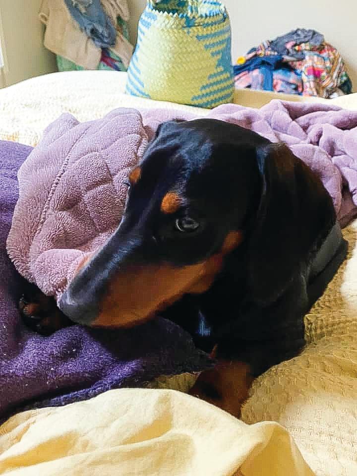 Illegal fireworks cause grief for dog owners post image