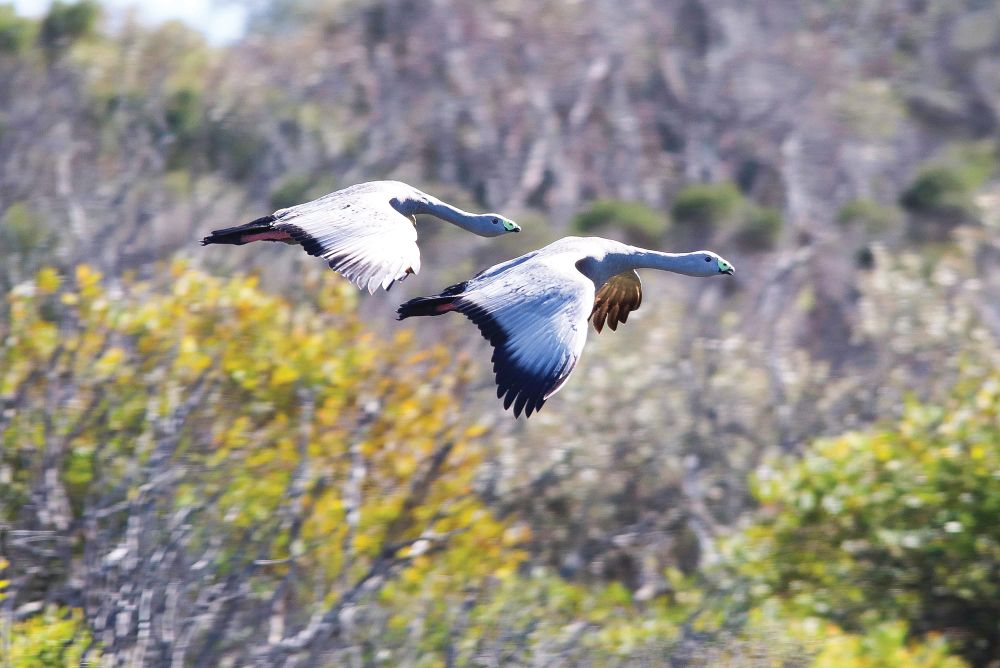 Volunteer bird count to mark 50 years post image