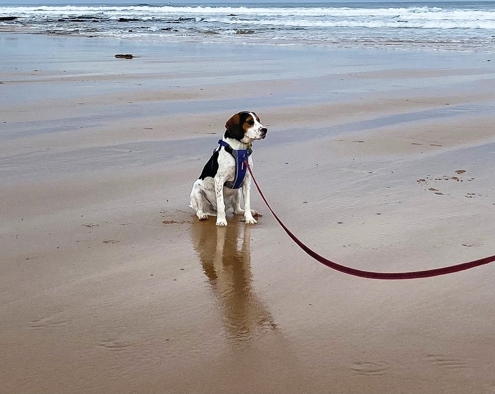Dog owner education is key says shire post image