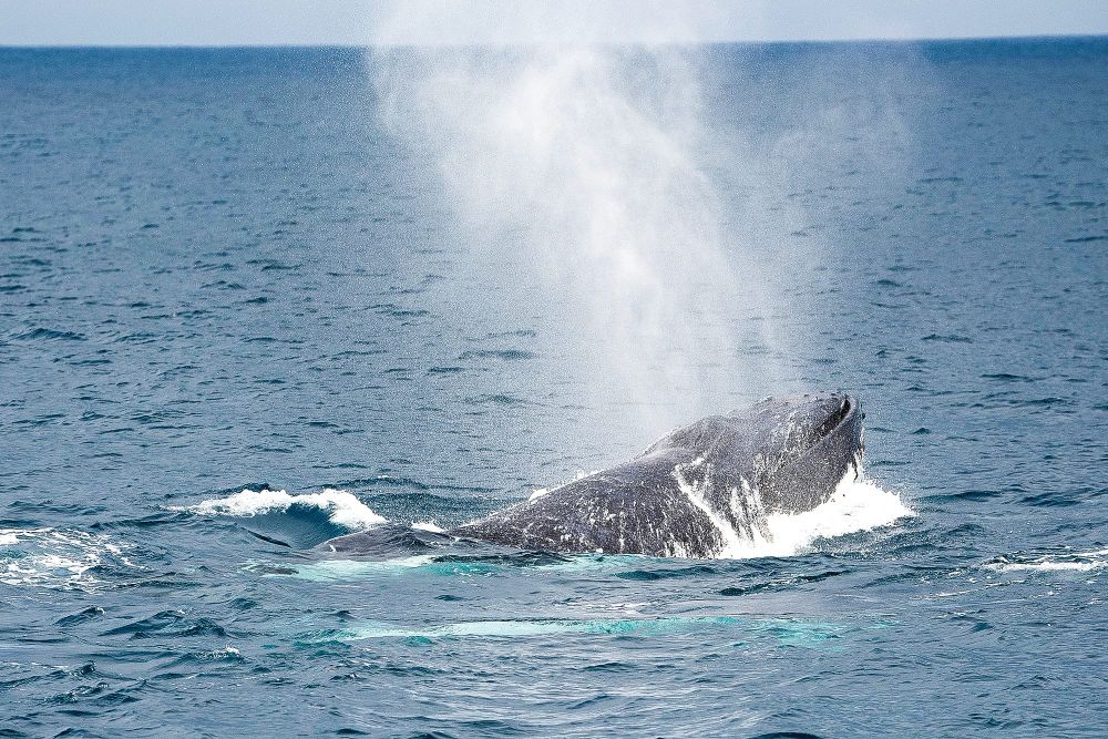 Blessing for the whales post image